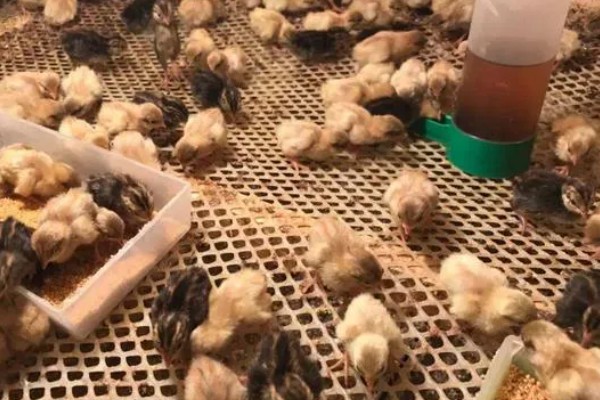 如何在家养小鸡，可以给小鸡饲喂小米、面包等