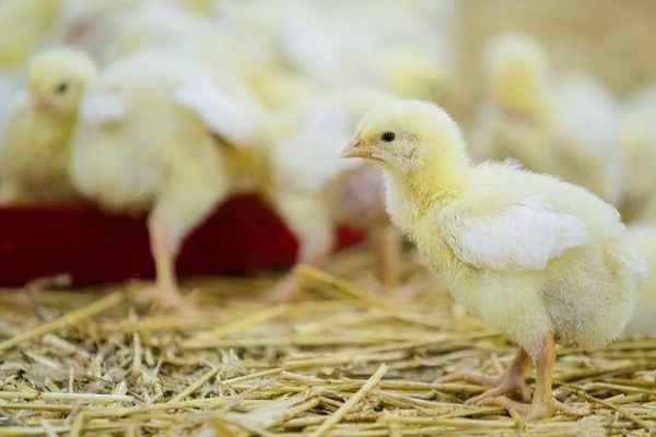 如何在家养小鸡，可以给小鸡饲喂小米、面包等