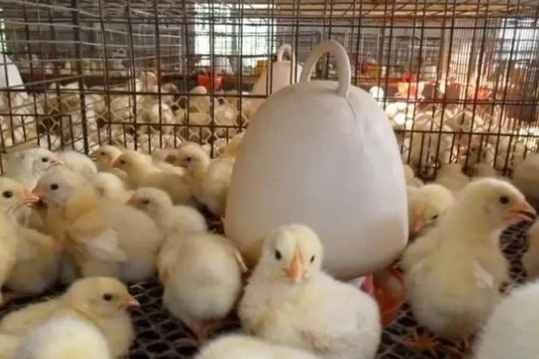 如何在家养小鸡，可以给小鸡饲喂小米、面包等