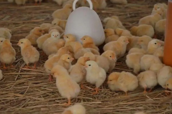 如何在家养小鸡，可以给小鸡饲喂小米、面包等