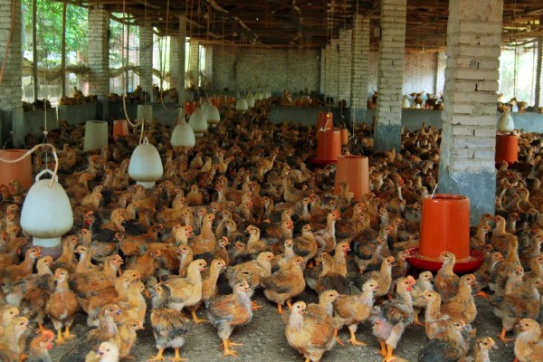 如何在家养小鸡，可以给小鸡饲喂小米、面包等