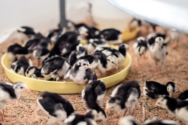 如何在家养小鸡，可以给小鸡饲喂小米、面包等