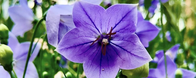 桔梗花的养殖方法，春秋季节每隔4-5天浇一次水