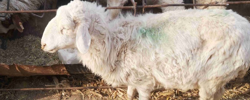 瘦弱羊怎么喂，精饲料与粗饲料可以互相结合