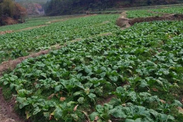 芜菁怎么管理，长出4片真叶时要中耕