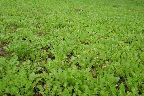 芜菁怎么管理，长出4片真叶时要中耕