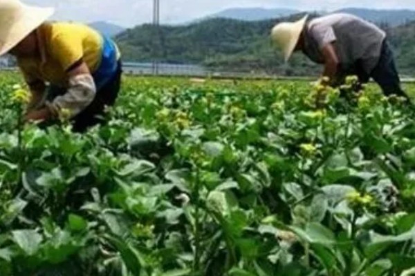 芜菁怎么管理，长出4片真叶时要中耕