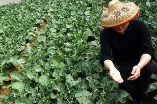 芜菁怎么管理，长出4片真叶时要中耕