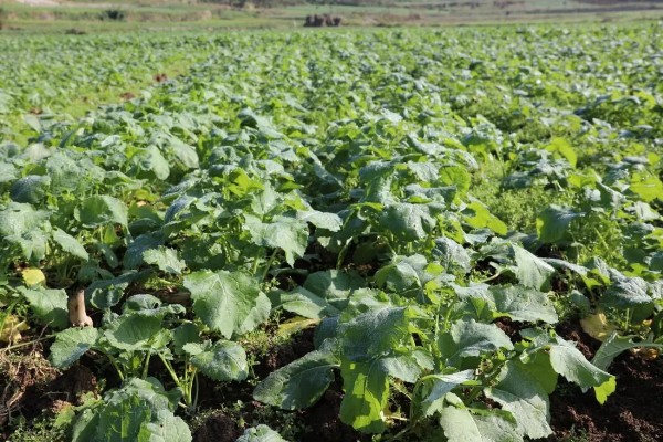 芜菁怎么管理，长出4片真叶时要中耕