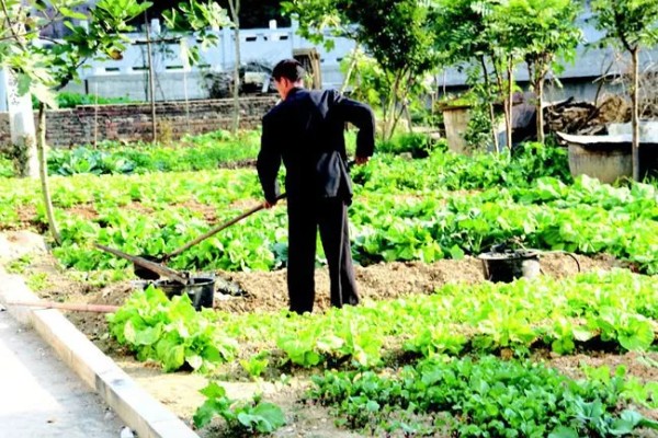 芜菁怎么管理，长出4片真叶时要中耕