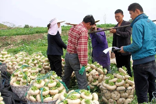 芜菁怎么管理，长出4片真叶时要中耕