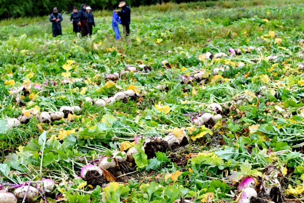 芜菁怎么管理，长出4片真叶时要中耕