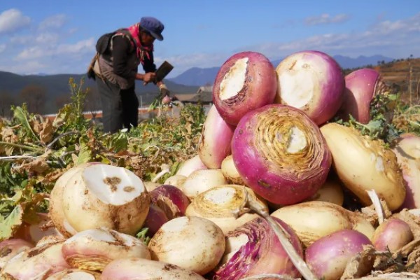 芜菁怎么管理，长出4片真叶时要中耕