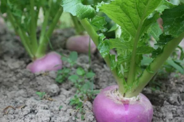 芜菁怎么管理，长出4片真叶时要中耕