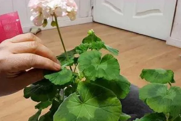 夏天怎么养天竺葵，适合在光照充足的环境下生长