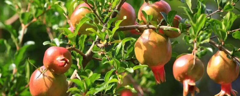 石榴树的开花节气，小满节气会开出花朵