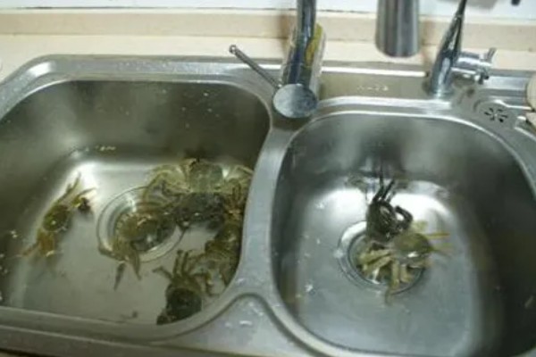如何保存螃蟹，可以用浅水养