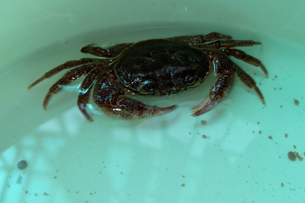 如何保存螃蟹，可以用浅水养