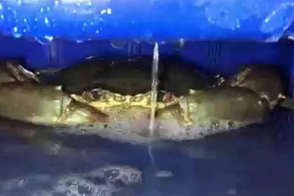 如何保存螃蟹，可以用浅水养
