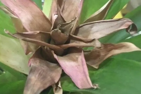 鸿运当头花枯萎了怎么办，需要注意合适的光照