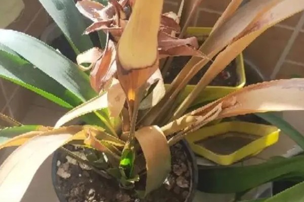 鸿运当头花枯萎了怎么办，需要注意合适的光照