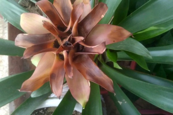 鸿运当头花枯萎了怎么办，需要注意合适的光照