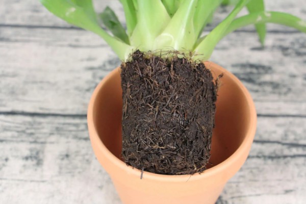 鸿运当头花枯萎了怎么办，需要注意合适的光照