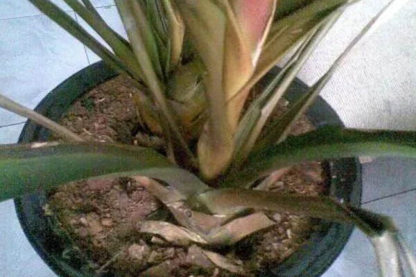 鸿运当头花枯萎了怎么办，需要注意合适的光照