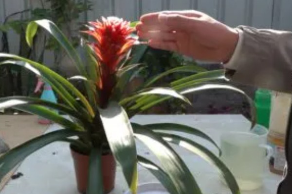 鸿运当头花枯萎了怎么办，需要注意合适的光照