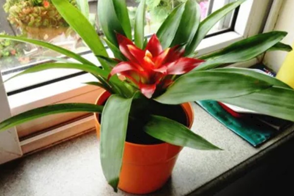 鸿运当头花枯萎了怎么办，需要注意合适的光照