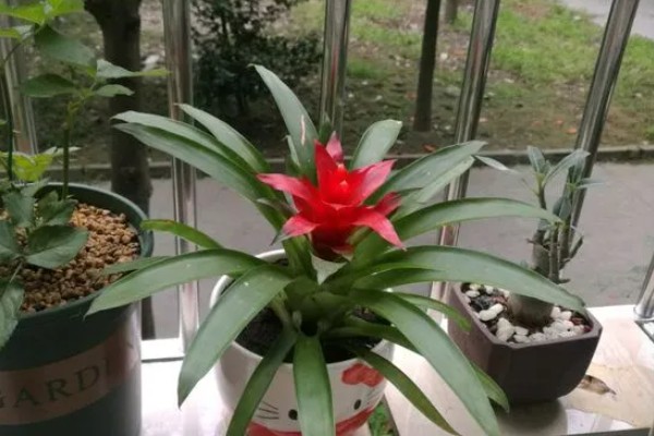 鸿运当头花枯萎了怎么办，需要注意合适的光照