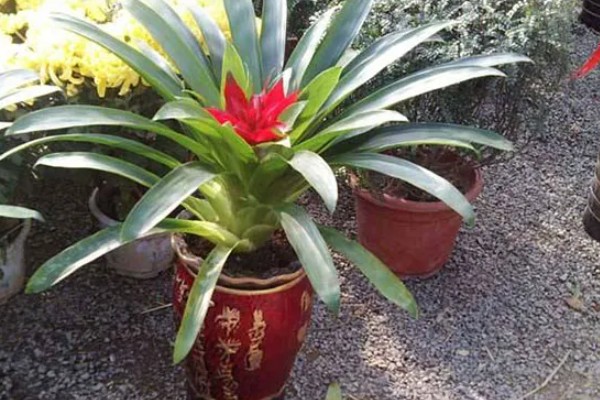 鸿运当头花枯萎了怎么办，需要注意合适的光照