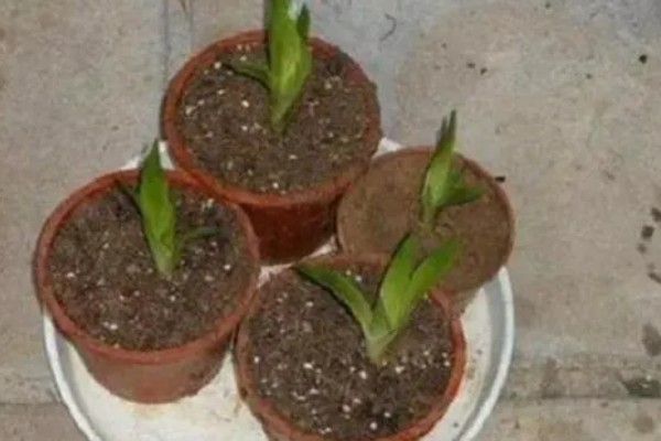 鸿运当头花枯萎了怎么办，需要注意合适的光照