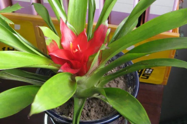 鸿运当头花枯萎了怎么办，需要注意合适的光照