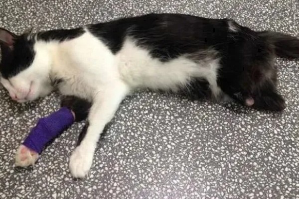 猫脚扭伤之后的反应,会导致走路不稳定