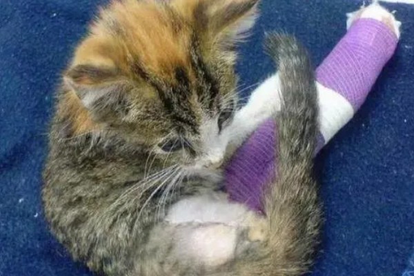 猫脚扭伤之后的反应,会导致走路不稳定