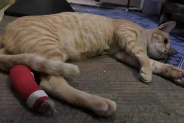 猫脚扭伤之后的反应,会导致走路不稳定