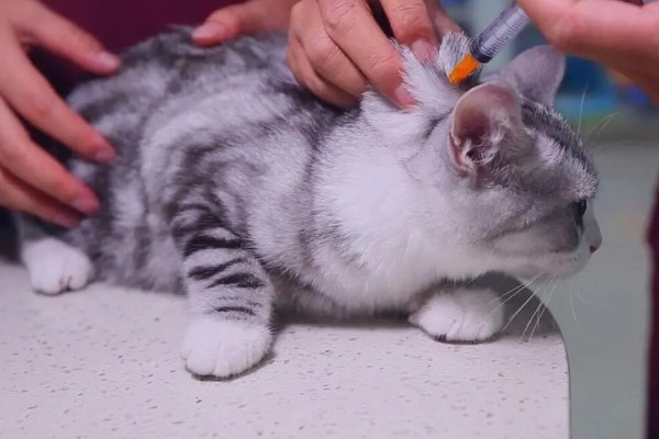 猫脚扭伤之后的反应,会导致走路不稳定