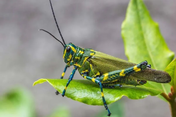 蝗虫的飞行器官是什么，用翅膀飞行
