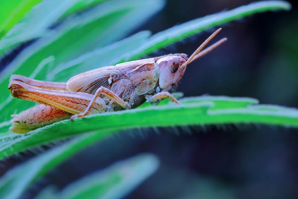 蝗虫的飞行器官是什么，用翅膀飞行