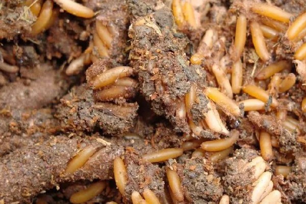 蝗虫的飞行器官是什么，用翅膀飞行