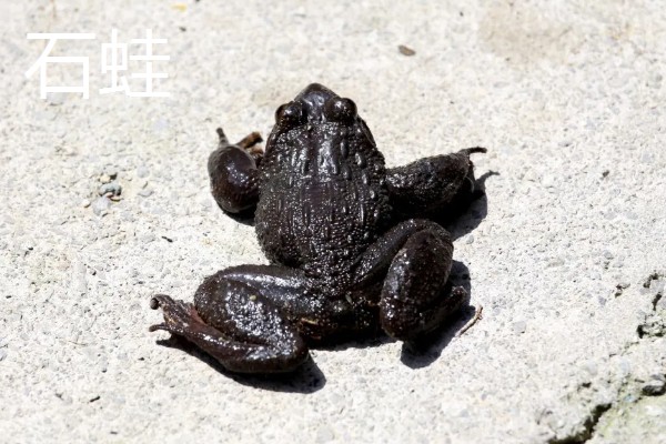 石蛙和蟾蜍有什么区别，科属、别称、形态都不同