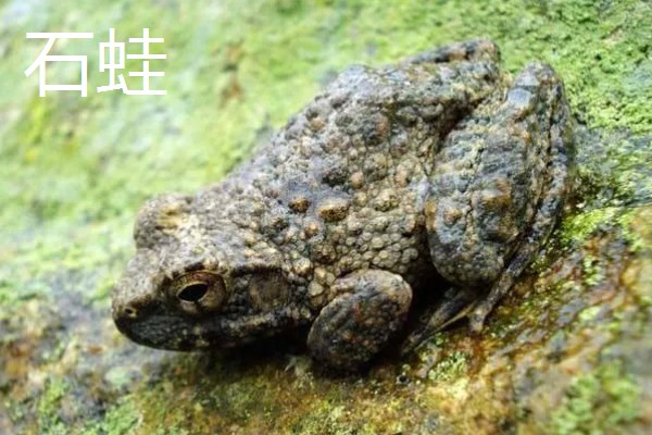 石蛙和蟾蜍有什么区别，科属、别称、形态都不同