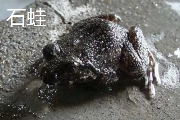 石蛙和蟾蜍有什么区别，科属、别称、形态都不同