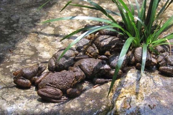 石蛙和蟾蜍有什么区别，科属、别称、形态都不同