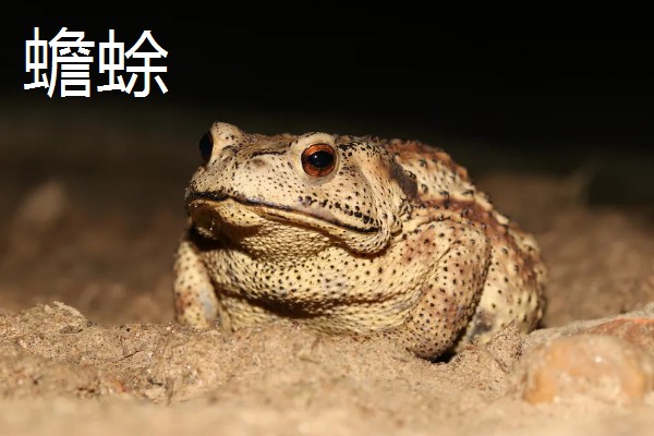 石蛙和蟾蜍有什么区别，科属、别称、形态都不同