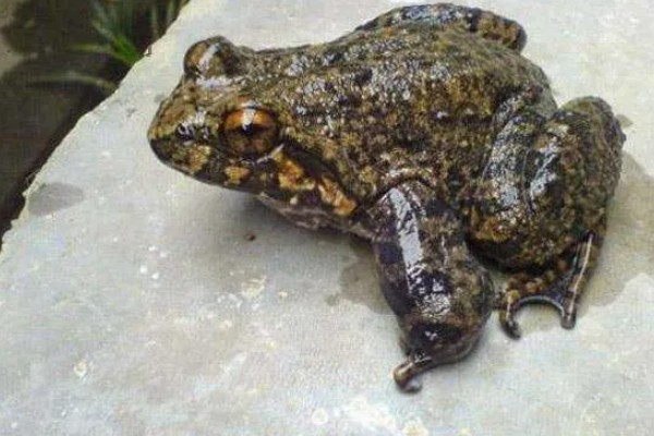 石蛙和蟾蜍有什么区别，科属、别称、形态都不同