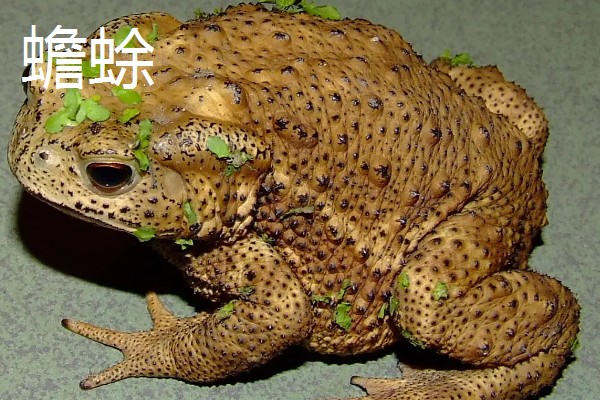 石蛙和蟾蜍有什么区别，科属、别称、形态都不同