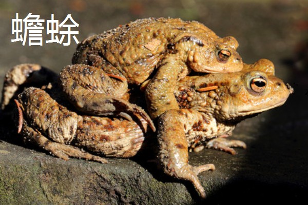 石蛙和蟾蜍有什么区别，科属、别称、形态都不同