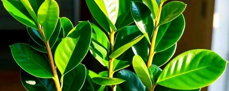 金钱树有毒如何处理，修剪时戴好手套和防护眼睛